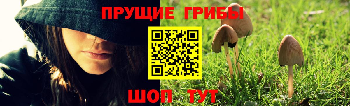Псилоцибиновые грибы GOLDEN TEACHER Верхняя Пышма